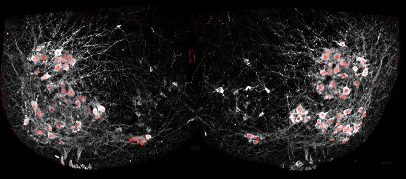 Scientists see motor neurons 'walking' in real time