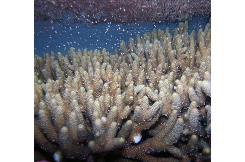 Scientists warn light pollution can stop coral from spawning