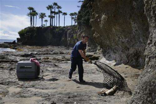 Starving sea lion pups stranding on California beaches