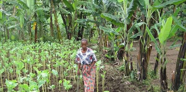 Researchers diversify Kenyan greens to improve nutrition