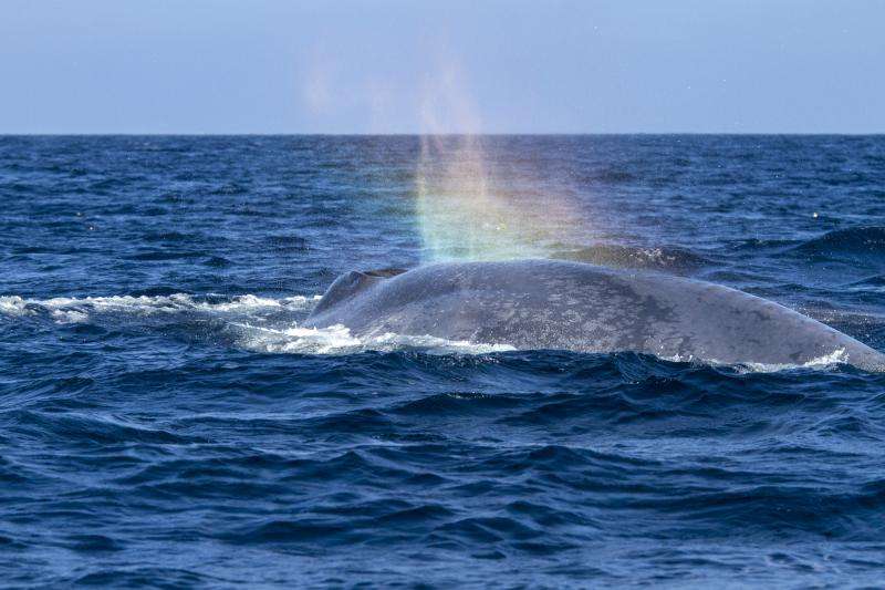 NASA satellite data helps protect endangered whales