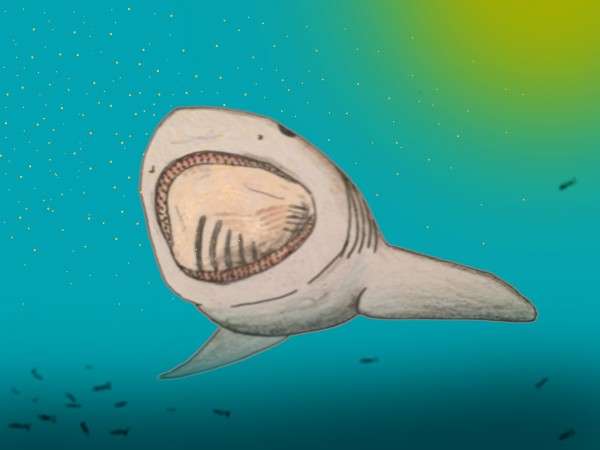 Researchers Discover New Lineage of Prehistoric, Plankton-Eating Sharks