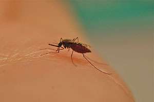 Climate change is affecting disease-carrying mosquitoes and other insects