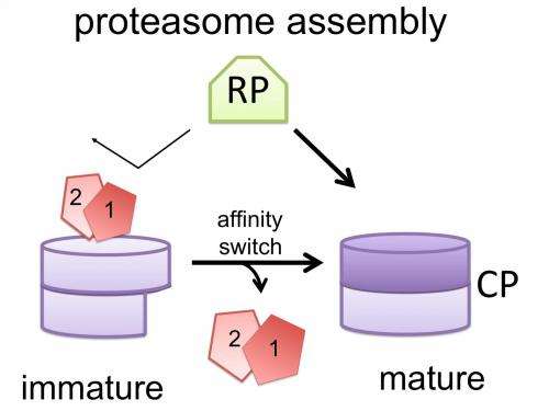 Researchers find 'affinity switch' for proteasome assembly process in cells