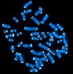 Researchers discover other enzyme critical to maintaining telomere length