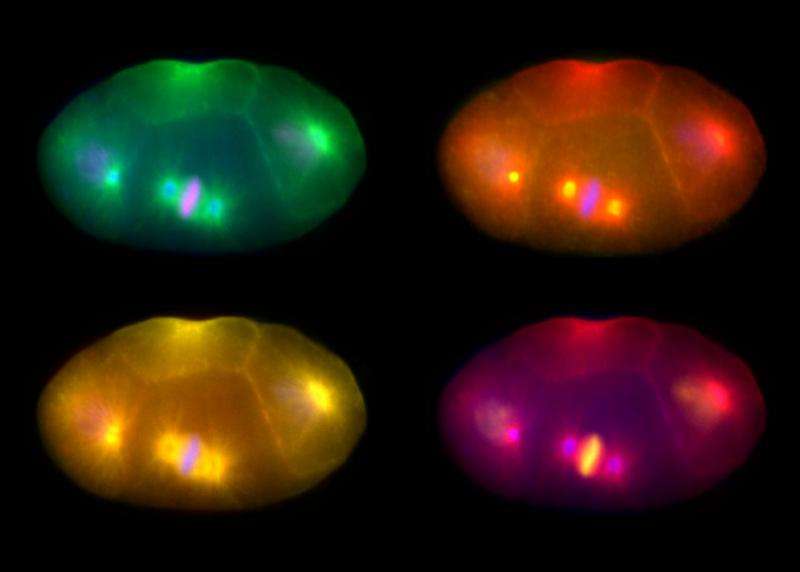 Researchers track protein 'hitchhiker' in fluorescent worms