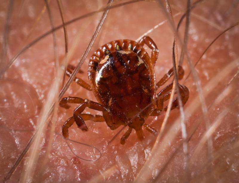 Scientists create nanoproduct to fight the common tick