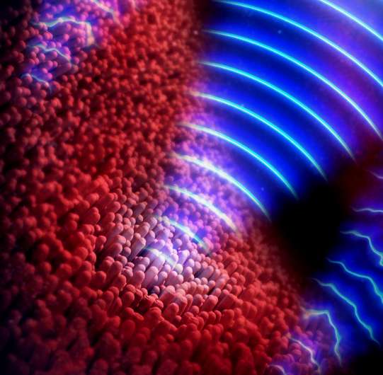 New technology looks into the eye and brings cells into focus