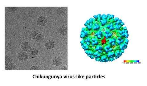 Scientists identify effective and novel mechanisms to block chikungunya virus