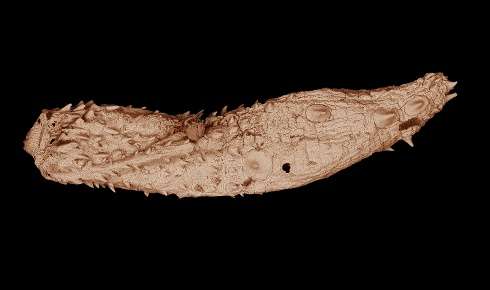 Researchers discover fossil samples of ancient, microscopic worms dating back 530 million years