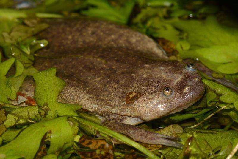 Researchers discover six new African frog species, uncover far more diversity