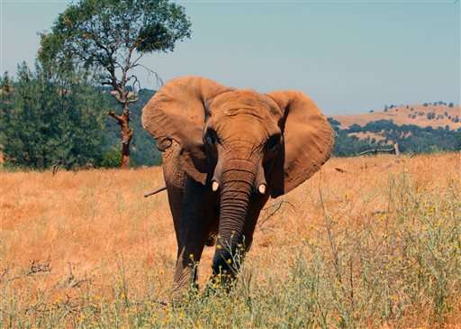 1 of oldest African elephants in North America euthanized