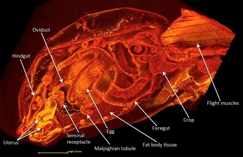 3-D scans of mating fruit flies uncovers female biology