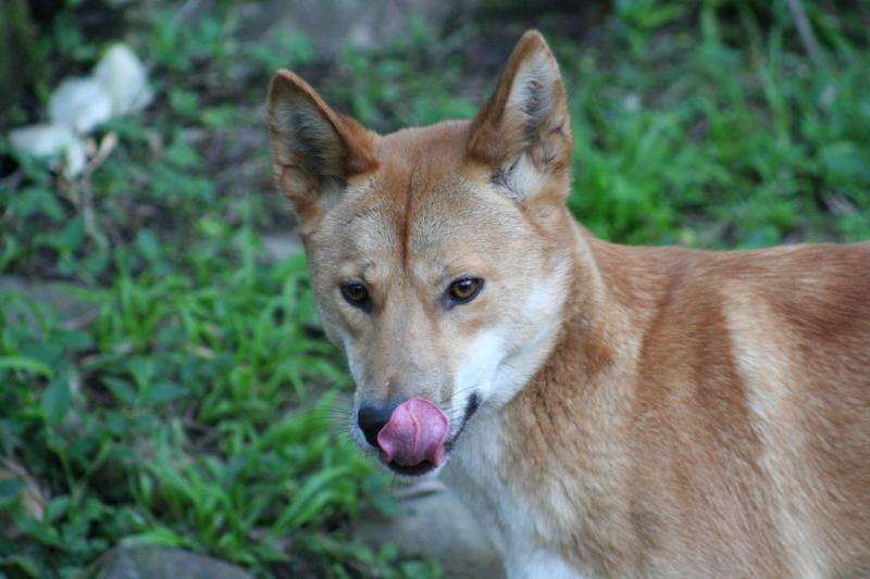 Aboriginal female hunters aided by dingoes