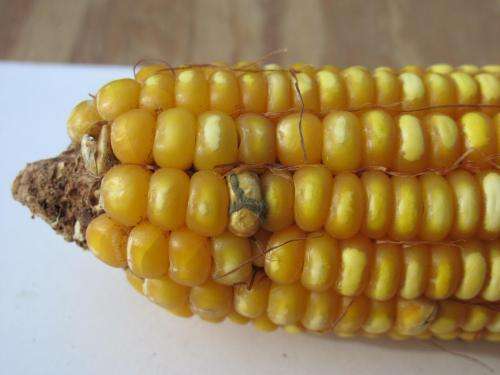 AgriLife Research study opens doors for increases in Texas corn yields, aflatoxin resistance