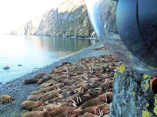 Alaska's popular walrus cam streams again after a decade