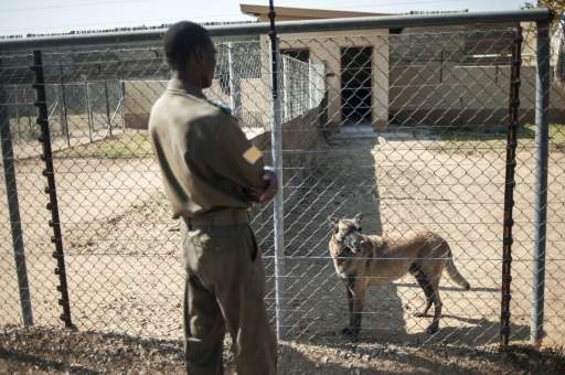 A member of the Kruger National Park Anti-Poaching K9 looks after &quot;Killer&quot;, South Africa's most successful poacher-cat