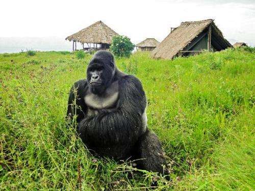 A mountain gorilla from the Kabirizi family at Virunga National Park waits for the rain to stop, April 7, 2011