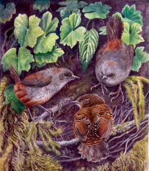 A new species of tapaculo in South America