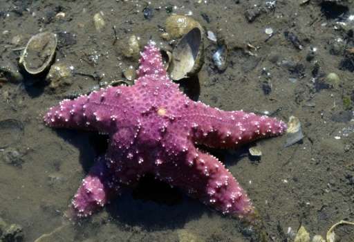 An ochre sea star, (Pisaster ochraceus), also called starfish, is seen at low tide on the beach in Bremerton, Washington