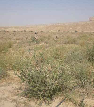 Aspirin aids Middle East plant restoration project