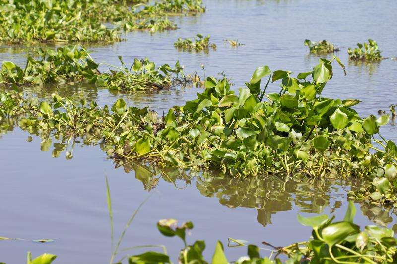 Biodegradable absorbent from water lily to attend oil spills