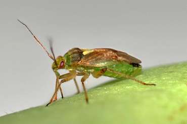 Biological control of plant bugs in greenhouses