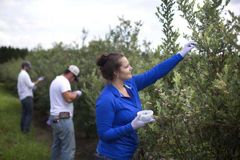 Blueberry research focuses on gentler methods of harvesting tiny fruit
