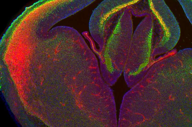 Brain cells capable of 'early-career' switch