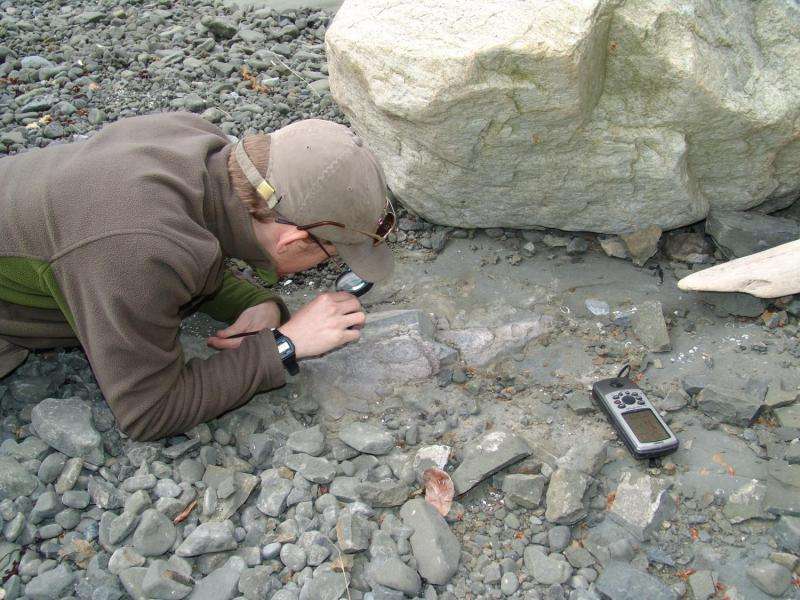 Burke Museum paleontologists discover the first dinosaur fossil in Washington state
