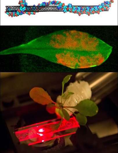 Carbon nanotubes and inorganic nanoparticles enhance photosynthetic activity and stability