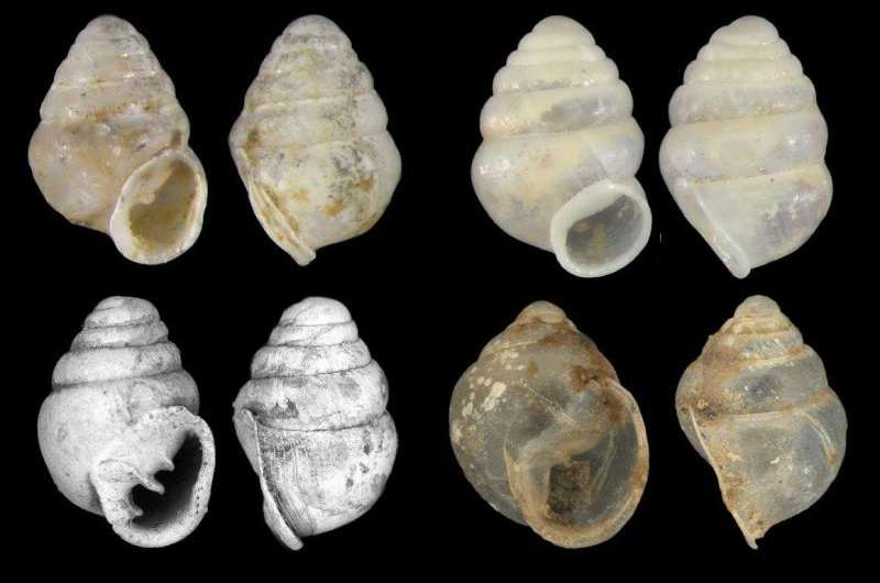 Cave snail from South Korea suggests ancient subterranean diversity across Eurasia