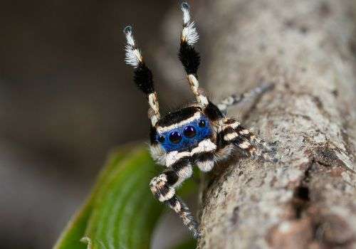 Clapping and sidestepping key to spider mating dance