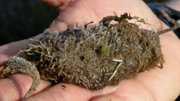 Cluster roots attract phosphorus in nutrient-poor soils