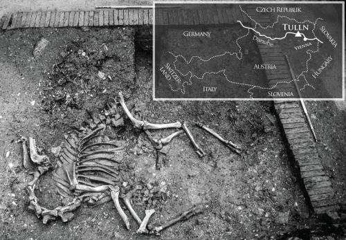 Complete camel skeleton unearthed in Austria