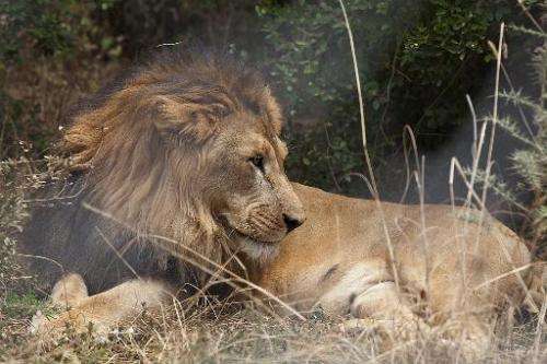 Conservationists estimate there are, at most, 1,000 lions left in the wild in Ethiopia, Africa's second most populous nation