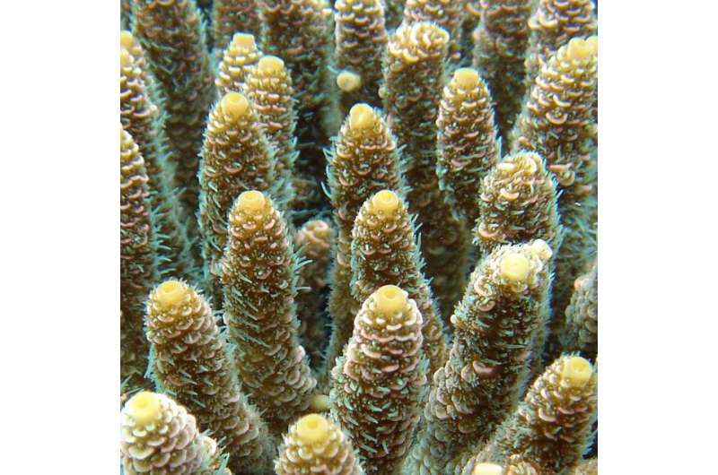 Corals are already adapting to global warming, scientists say