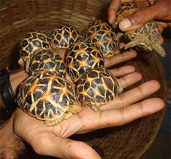 Counting stars: Illegal trade of Indian star tortoises is a far graver issue