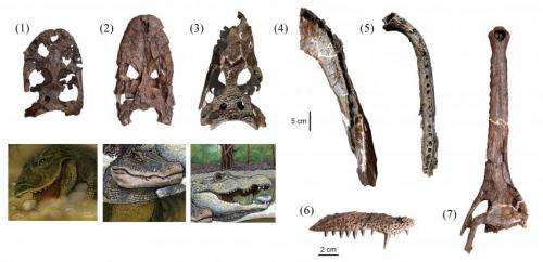 Crocs rocked pre-Amazonian Peru