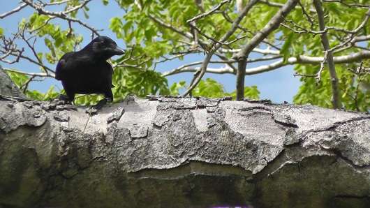Crows, like humans, store their tools when not in use