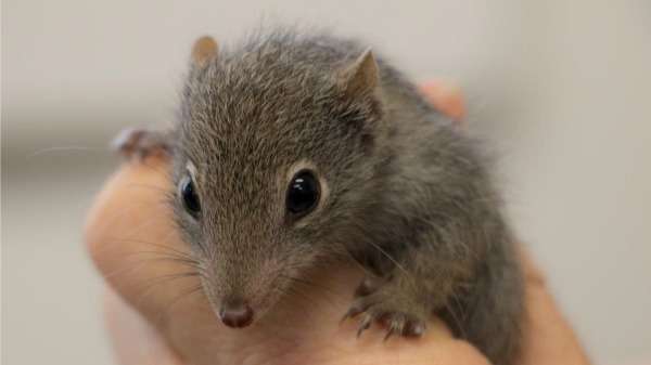 Cute-as-a-button marsupials roam free after breeding success