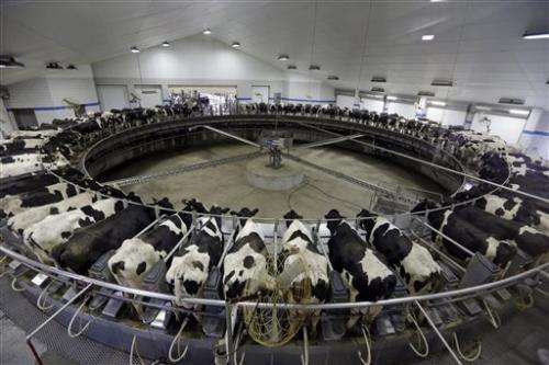 Dairy farms asked to consider breeding no-horn cows