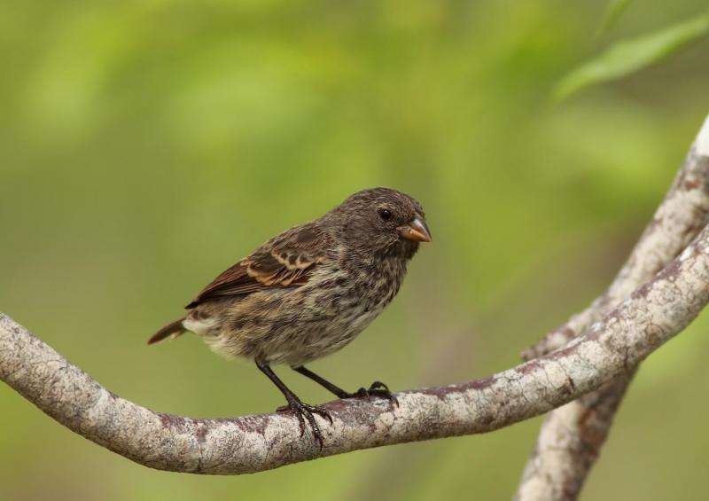 Darwin's finches have reached their limits on the Gal&amp;aacute;pagos