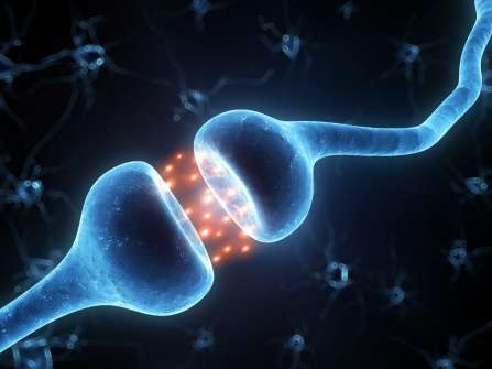 Discovery of new neural pathway may lead to preventing relapses in addicts