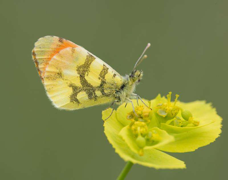 DNA suggests that the diversity of European butterflies could be seriously underestimated