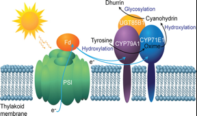 Driving metabolic pathways on with sunlight