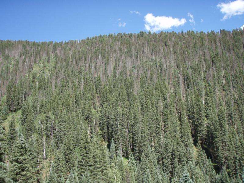 Drought's lasting impact on forests