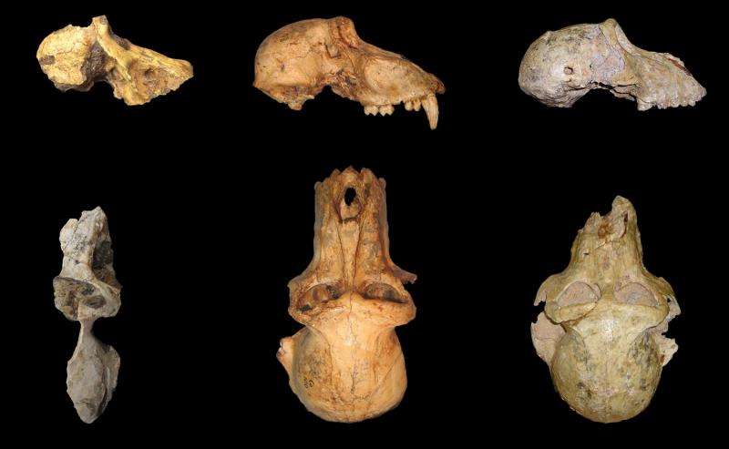 Earliest baboon found at Malapa