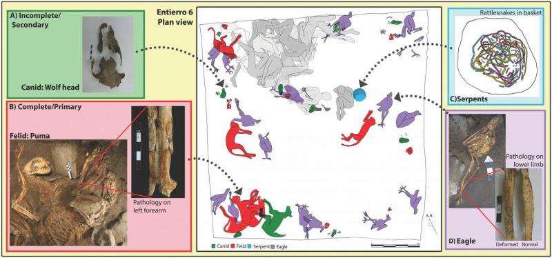 Early captive carnivore remains found in ancient Mexican ruins