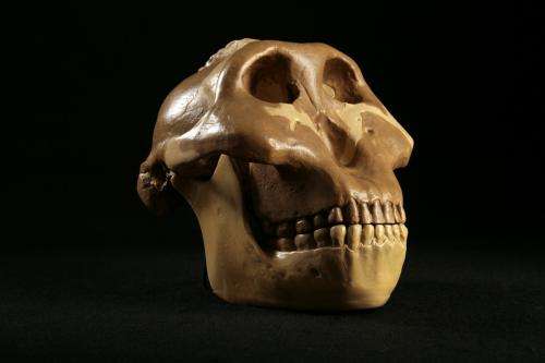 Early hominids ate just about everything